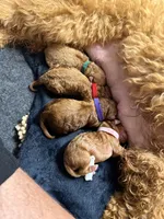 Multiple, a male Goldendoodle for sale in York, SC – 8 of 10