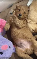 Red male, a male Goldendoodle and Miniature Goldendoodle for sale in York, SC – 8 of 10