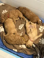 Purple , a female Goldendoodle for sale in York, SC – 6 of 7