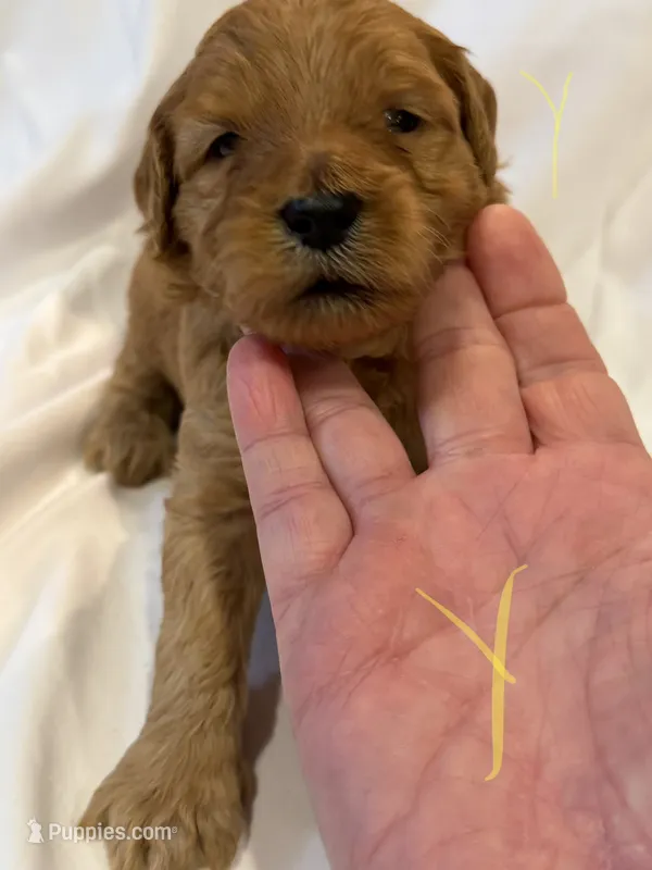 Yellow female – Goldendoodle puppy for sale in York, SC
