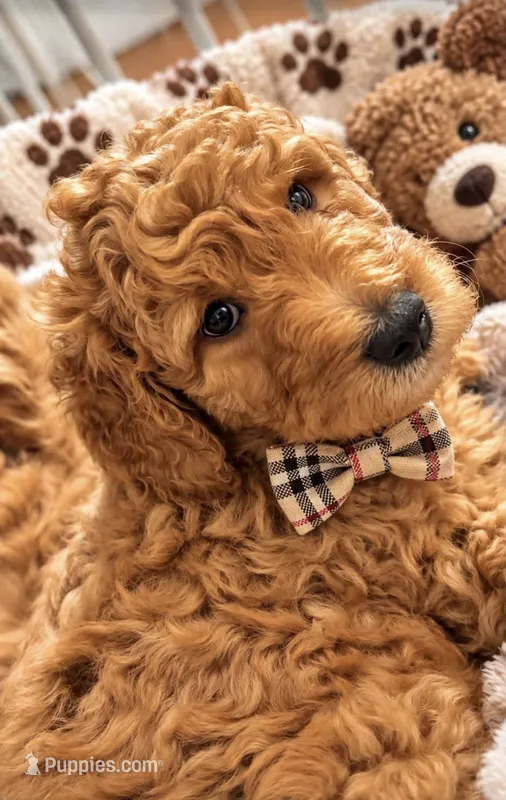 Red male – Goldendoodle, Miniature Goldendoodle puppy for sale in York, SC