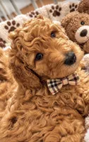 Red male, a male Goldendoodle and Miniature Goldendoodle for sale in York, SC – 1 of 10