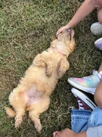 Pink female, a female Goldendoodle and Miniature Goldendoodle for sale in York, SC – 10 of 10