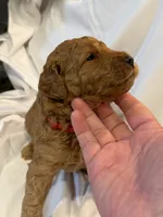 Red male, a male Goldendoodle for sale in York, SC – 1 of 3