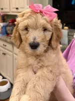 Pink Collar Female - Reduced , a female Goldendoodle and Miniature Goldendoodle for sale in York, SC – 9 of 10