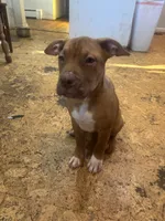 Penny, a female American Pit Bull Terrier for sale in Bowie, MD – Photo 6 of 6