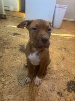 Penny, a female American Pit Bull Terrier for sale in Bowie, MD – Photo 5 of 6