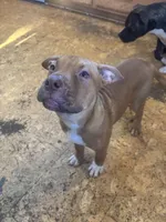 Penny, a female American Pit Bull Terrier for sale in Bowie, MD – Photo 2 of 6