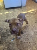 Penny, a female American Pit Bull Terrier for sale in Bowie, MD – Photo 4 of 6