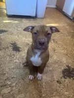 Penny, a female American Pit Bull Terrier for sale in Bowie, MD – Photo 3 of 6