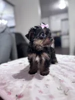 Holly, a female Yorkshire Terrier for sale in Houston, TX – 4 of 7