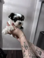 Minnie, a female Yorkshire Terrier for sale in Canton, TX – 2 of 4