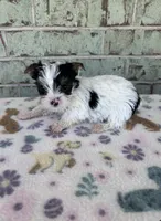 Minnie, a female Yorkshire Terrier for sale in Oklahoma City, OK – 1 of 2