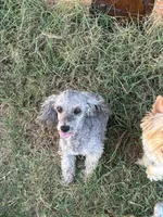 Luna, a female Poodle - Miniature  for sale in Dallas, TX – Photo 3 of 3