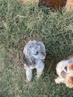 Luna, a female Poodle - Miniature  for sale in Dallas, TX – Photo 2 of 3