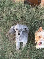Luna, a female Poodle - Miniature  for sale in Dallas, TX – Photo 1 of 3