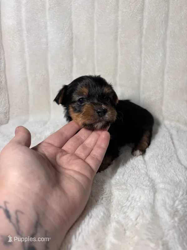 CKC Holden – Yorkshire Terrier puppy for sale in Spring, TX