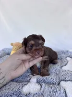 Cade, a male Yorkshire Terrier for sale in Austin, TX – 5 of 6