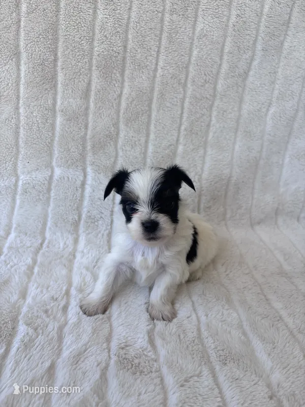 AKC Nugget – Yorkshire Terrier puppy for sale in Dallas, TX