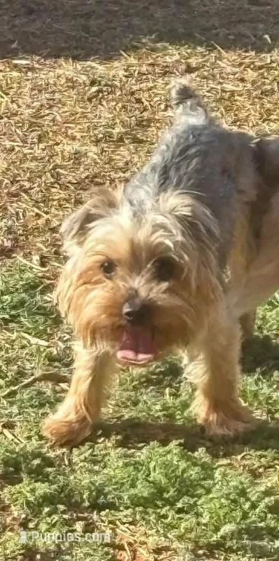 Bentley, a male Yorkshire Terrier for sale in Dallas, TX – 1 of 1