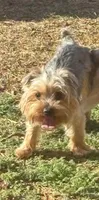 Bentley, a male Yorkshire Terrier for sale in Dallas, TX – 1 of 1