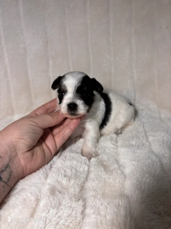 AKC Nugget – Yorkshire Terrier puppy for sale in Spring, TX