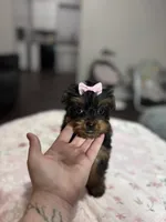 Holly, a female Yorkshire Terrier for sale in Houston, TX – 2 of 7
