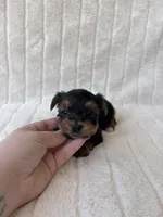 CKC Holden, a male Yorkshire Terrier for sale in Oklahoma City, OK – 5 of 6
