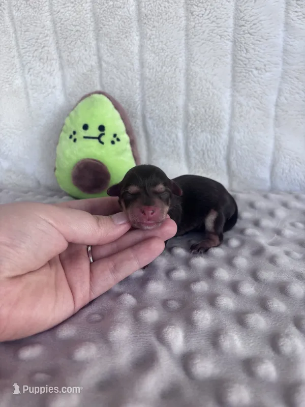 Hagen – Yorkshire Terrier puppy for sale in Spring, TX