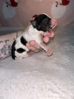 AKC Ellie, a female Yorkshire Terrier for sale in Dallas, TX – Photo 4 of 9