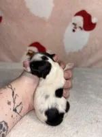 AKC Ellie, a female Yorkshire Terrier for sale in Dallas, TX – Photo 6 of 9