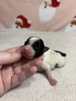 AKC Ellie, a female Yorkshire Terrier for sale in Dallas, TX – Photo 2 of 9