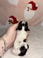 AKC Ellie, a female Yorkshire Terrier for sale in Dallas, TX – Photo 9 of 9