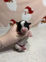 AKC Ellie, a female Yorkshire Terrier for sale in Dallas, TX – Photo 3 of 9