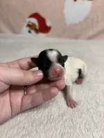 AKC Ellie, a female Yorkshire Terrier for sale in Dallas, TX – Photo 8 of 9