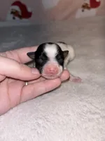 AKC Ellie, a female Yorkshire Terrier for sale in Dallas, TX – Photo 1 of 9