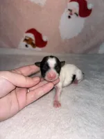 AKC Ellie, a female Yorkshire Terrier for sale in Dallas, TX – Photo 5 of 9