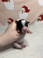 AKC Ellie, a female Yorkshire Terrier for sale in Dallas, TX – Photo 7 of 9