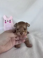 Hailey, a female Yorkshire Terrier for sale in Austin, TX – 4 of 7