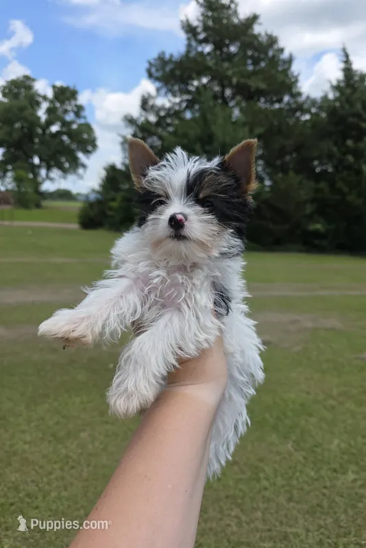 Minnie – Yorkshire Terrier puppy for sale in Oklahoma City, OK