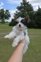 Minnie, a female Yorkshire Terrier for sale in Montalba, TX – 1 of 2