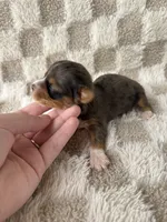 Teddy, a male Yorkshire Terrier for sale in Dallas, TX – Photo 5 of 5