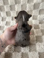 Teddy, a male Yorkshire Terrier for sale in Dallas, TX – Photo 4 of 5