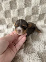 Teddy, a male Yorkshire Terrier for sale in Dallas, TX – Photo 2 of 5