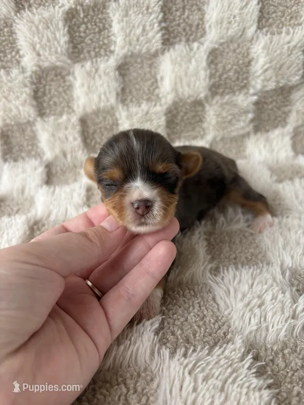 Teddy, a male Yorkshire Terrier for sale in Dallas, TX – Photo 1 of 5