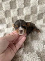 Teddy, a male Yorkshire Terrier for sale in Dallas, TX – Photo 1 of 5