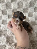 Teddy, a male Yorkshire Terrier for sale in Dallas, TX – Photo 3 of 5