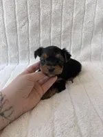 CKC Holden, a male Yorkshire Terrier for sale in Oklahoma City, OK – 1 of 6
