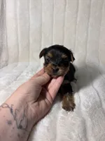 CKC Holden, a male Yorkshire Terrier for sale in Spring, TX – 4 of 5