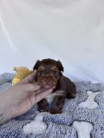 Cade, a male Yorkshire Terrier for sale in Austin, TX – 3 of 6